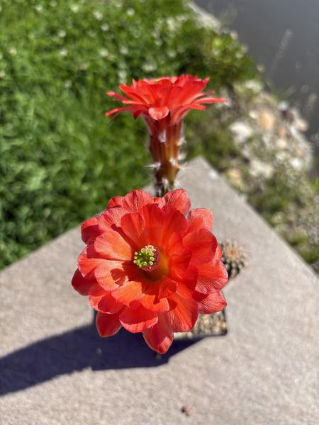 Echinocereus coccineus